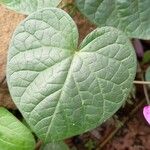 Ipomoea purpurea Blad