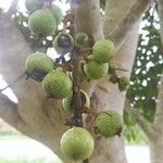 Ficus sycomorus Froito