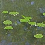 Nuphar pumila Plante entière