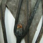 Kutchubaea insignis Other