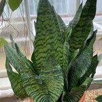 Dracaena zeylanica Листок