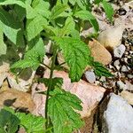 Ageratina altissima Yaprak