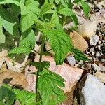 Ageratina altissima Folha