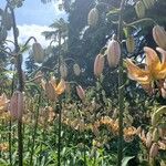 Lilium martagon Flower
