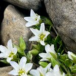 Arenaria ciliata Flor