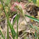 Onobrychis caput-galli Mbuma