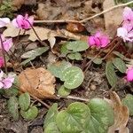 Cyclamen coum Flor