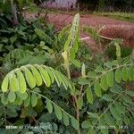 Tephrosia villosa Leaf