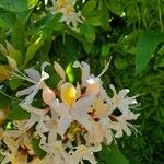 Rhododendron occidentaleFlower