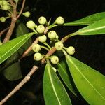 Ficus americana Fruit