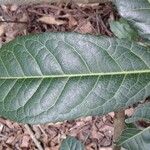 Rinorea ilicifolia Hoja