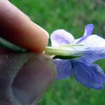 Viola × bavarica Blomst