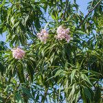 × Chitalpa tashkentensis Costuma