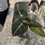 Alocasia reginula पत्ता