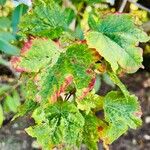 Dombeya acutangula Leaf