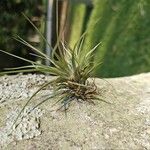 Tillandsia stricta Листок