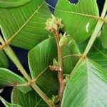 Inga sapindoides Otro