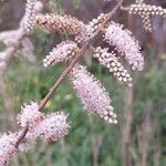 Tamarix gallica Flor