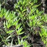 Ipomoea habeliana Habit