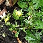 Potentilla erecta Цветок