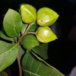 Bourreria quirosii Frucht