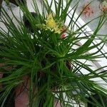 Bulbine frutescens medicusBlatt