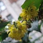 Berberis bealei Floare