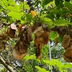 Pterocarpus rohrii Fruit