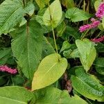 Persicaria amplexicaulis Leaf