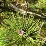 Pinus heldreichii Leaf