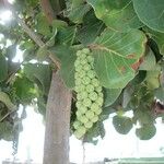 Coccoloba uvifera Fruit