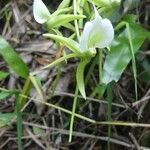 Angraecum eburneum Flower