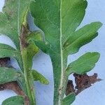 Knautia illyrica Hoja