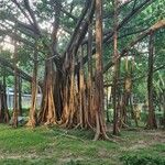 Ficus altissima Koor