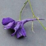 Delphinium consolida Flower