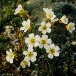 Diapensia lapponica Flower