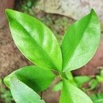 Pereskia aculeata Yaprak