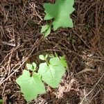 Mycelis muralis Leaf