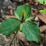 Trillium viridescens Habitat