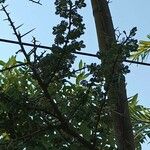 Vachellia gerrardii Leaf