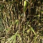 Bambusa multiplex Frunză