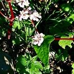Fagopyrum tataricum ফুল
