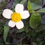 Bidens pilosa Blomma