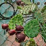 Opuntia decumbens