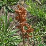 Orobanche laserpitii-sileris Λουλούδι