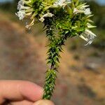 Woollsia pungens Leaf