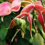 Euphorbia bracteata Leaf