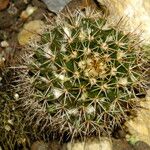 Mammillaria voburnensis 葉