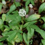 Panax trifolius Hábitos