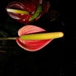 Anthurium andraeanum Other